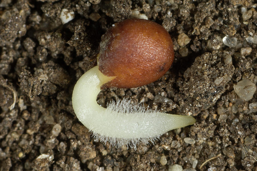 Cabbage Seed Germinating Photograph by Nigel Cattlin Fine Art America
