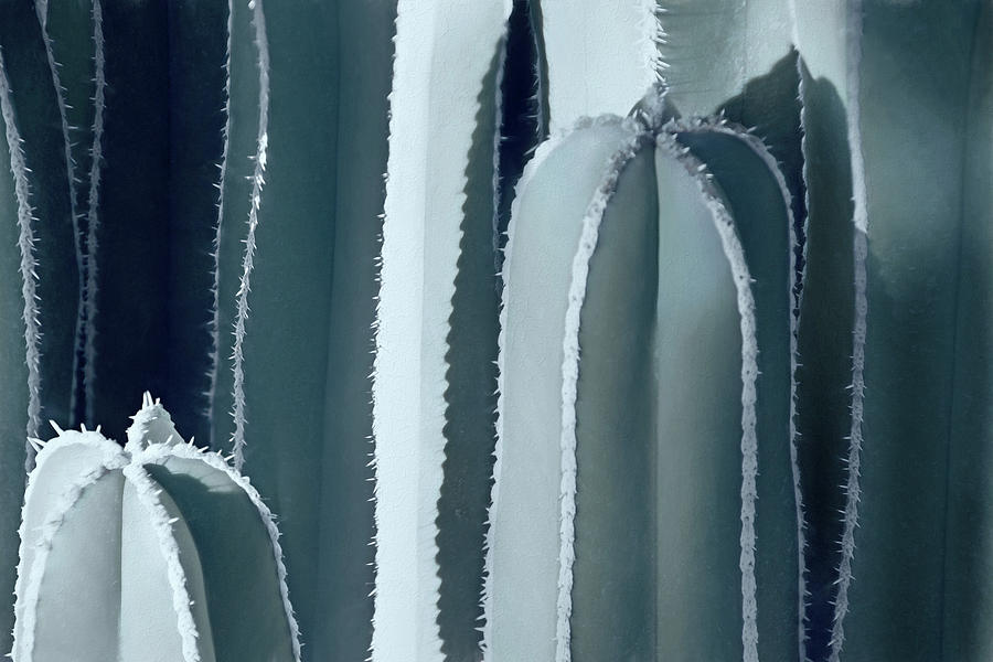 Cacti Abstraction II #1 Photograph by Leda Robertson