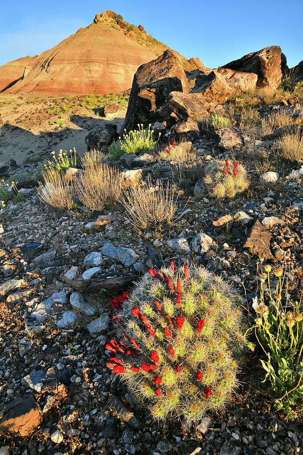 Cacti Bloom on Ruby Mountain #1 Photograph by Ray Mathis