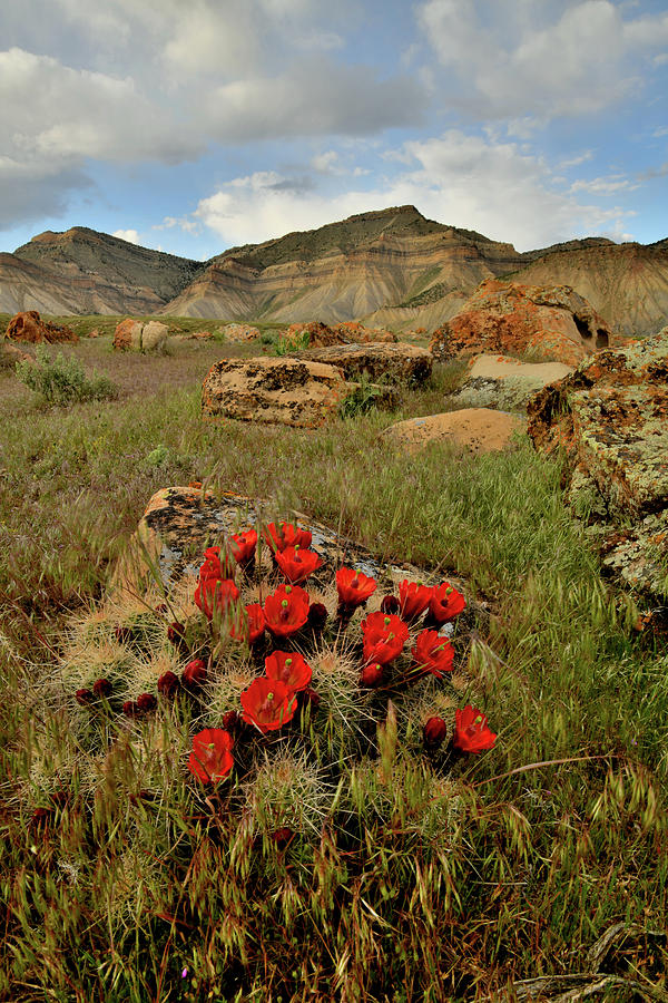 Cacti Blooms at Book Cliffs #1 Photograph by Ray Mathis