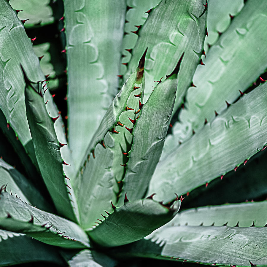Cactus Desert Plant Photograph by Julie Palencia