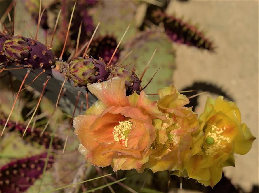 Flowers Still Life Photograph - Cactus Flower #1 by John R Williams
