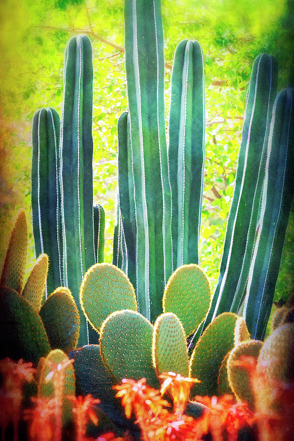 Cactus Garden  #1 Photograph by Saija Lehtonen