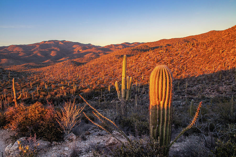 Cactus Hills Sunset by Lon Dittrick Cactus Hills Sunset by Lon Dittrick
