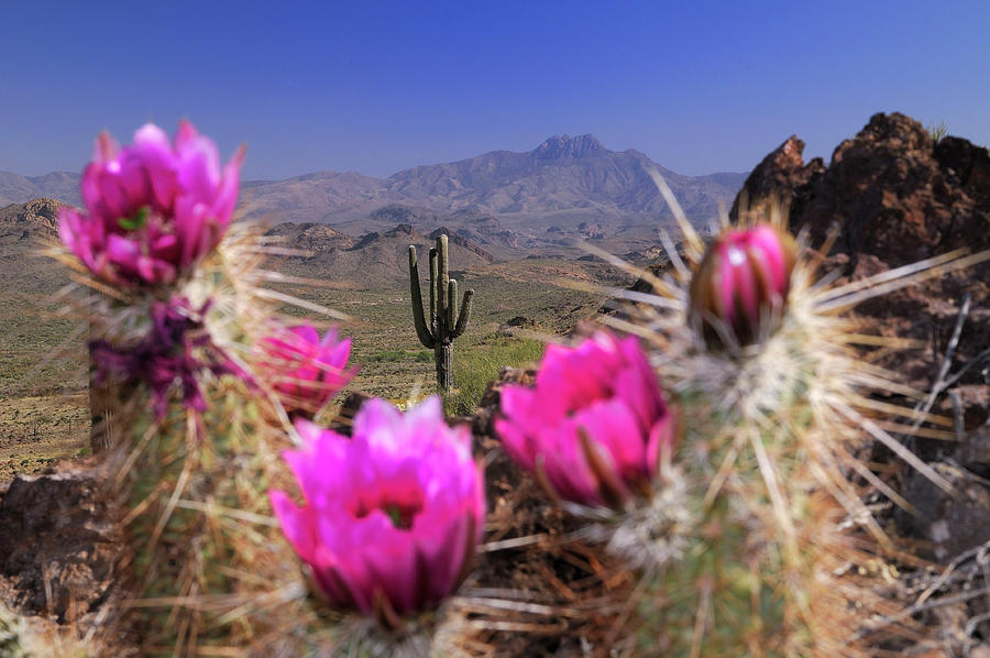 Cactus In Desert #1 Digital Art by Heeb Photos