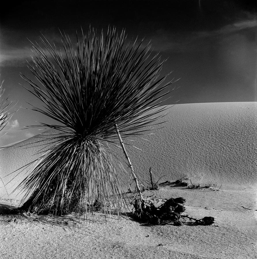 Cactus #1 Photograph by Robert Natkin