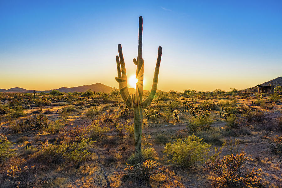 Cactus Sunset by Mike Centioli Cactus Sunset by Mike Centioli