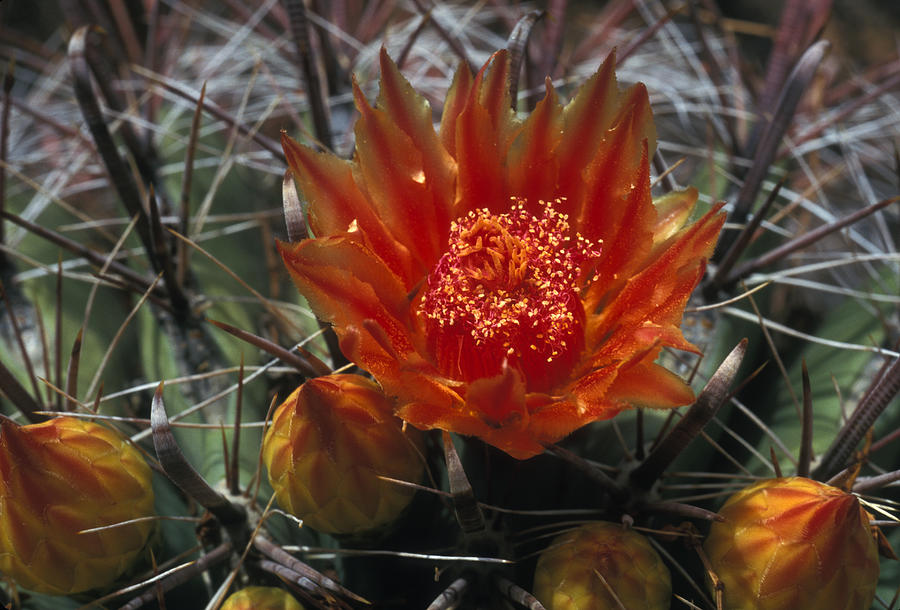 Cactus Wildflower #1 Photograph by Lyle Leduc