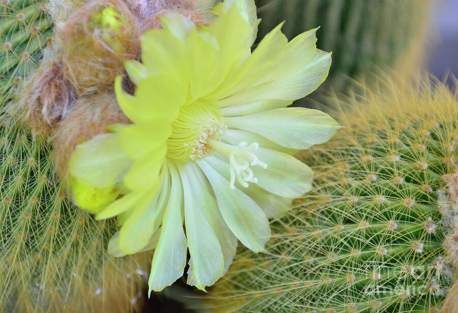 Cactus Yellow Photograph by Debby Pueschel Fine Art America