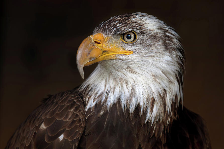 Eagle Photograph - Caged Eagle #1 by Jim Cumming