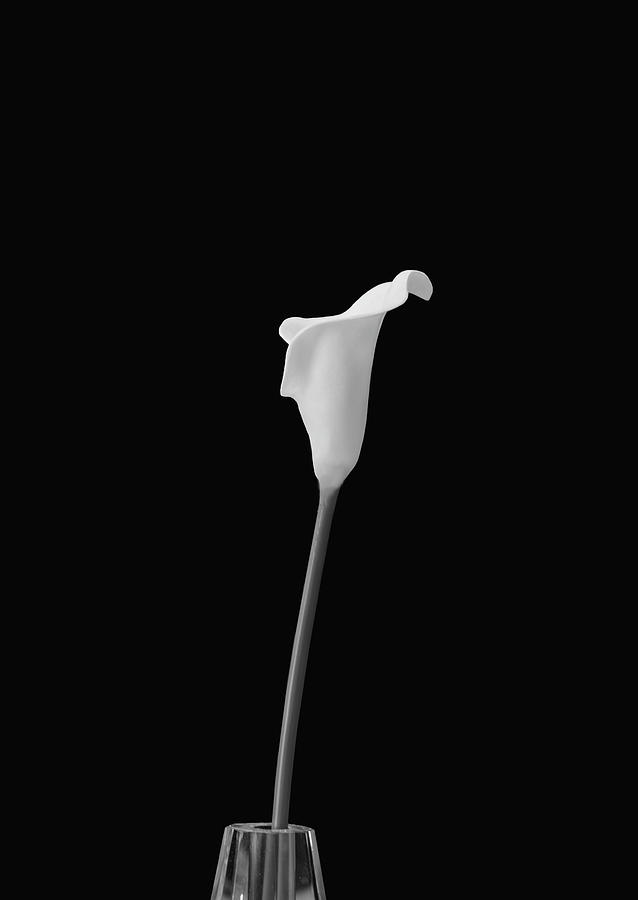 Cala Lily CA BW by Jim Dollar Cala Lily CA BW by Jim Dollar