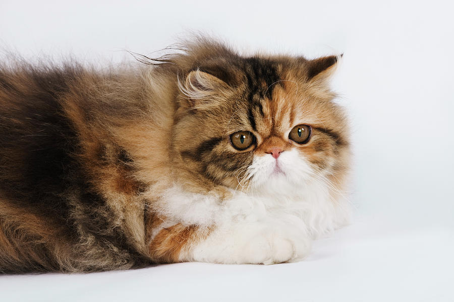 Calico Tabby Tri Colour Persian. Studio #1 Photograph by Nhpa