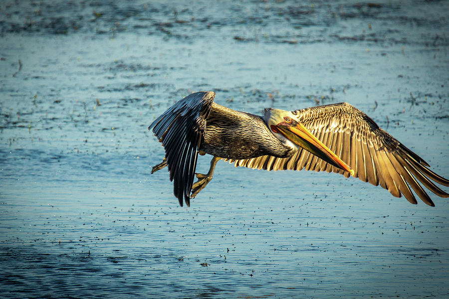 California Brown Pelican #1 Photograph by Donald Pash