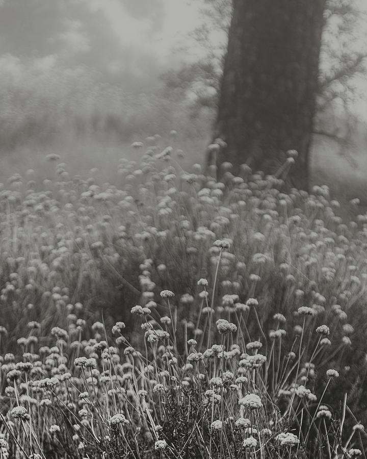California Buckwheat #1 Photograph by Joseph Smith