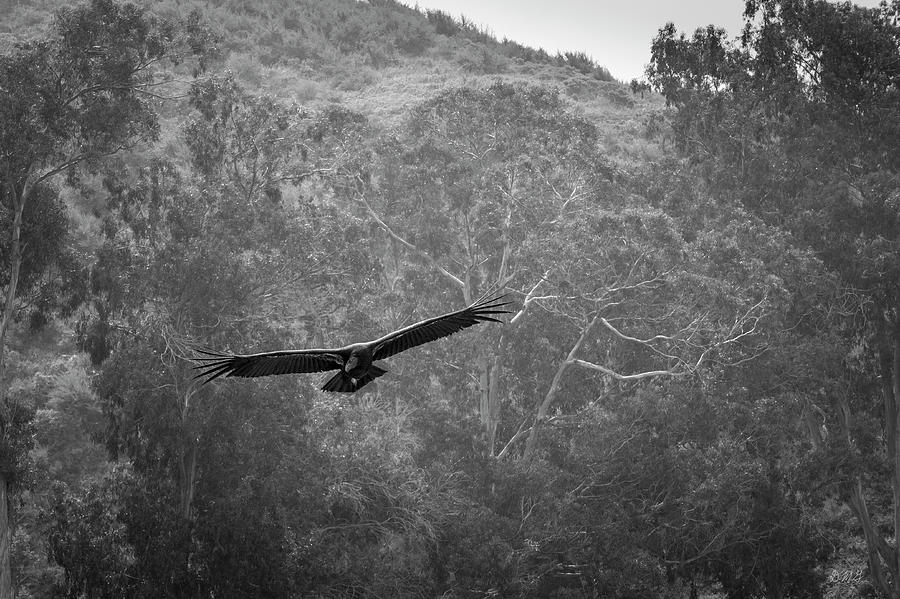 California Condor in Flight II BW #1 Photograph by David Gordon