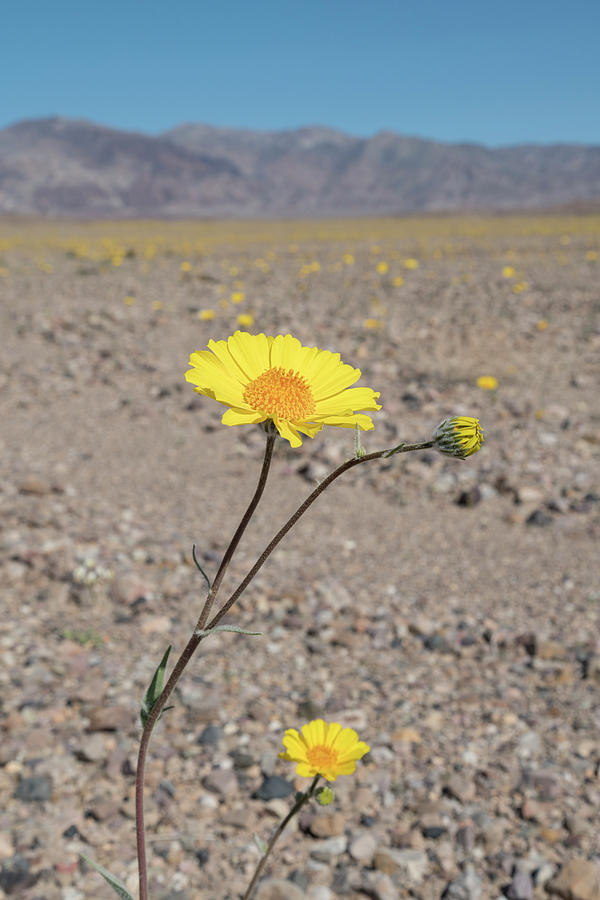 Arid Photograph - California Desert Sunflowers Reach by Brenda Tharp Arid Photograph - California Desert Sunflowers Reach by Brenda Tharp