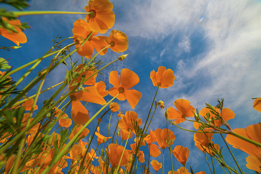 California Poppies In Spring Bloom, Lake Elsinore, California #1 Photograph by Tim Fitzharris