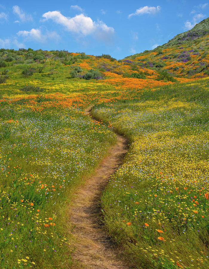 California Poppy, Desert Bluebell And Wildflower Spring Bloom, Diamond Valley Lake, California #1 Photograph by Tim Fitzharris