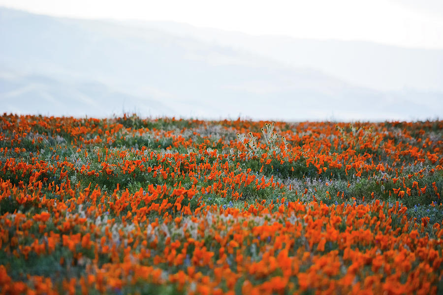 California Poppy Reserve #1 Photograph by Kyle Hanson
