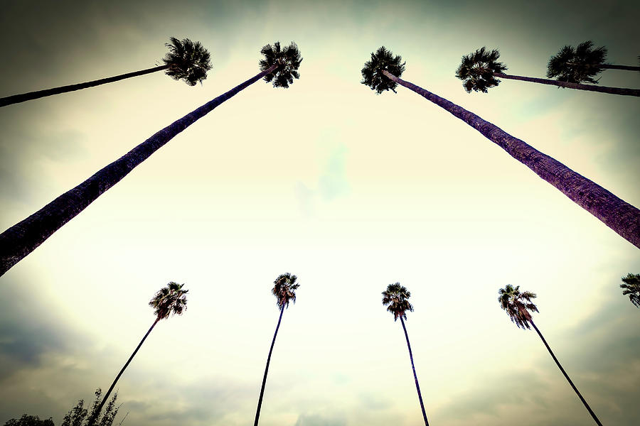 California, West Hollywood, Row Of Palm Trees Along Sunset Blvd #1 Digital Art by Claudia Uripos