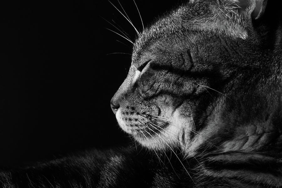 Cat Photograph - Caline 1 by Christine AVIGNON Cat Photograph - Caline 1 by Christine AVIGNON