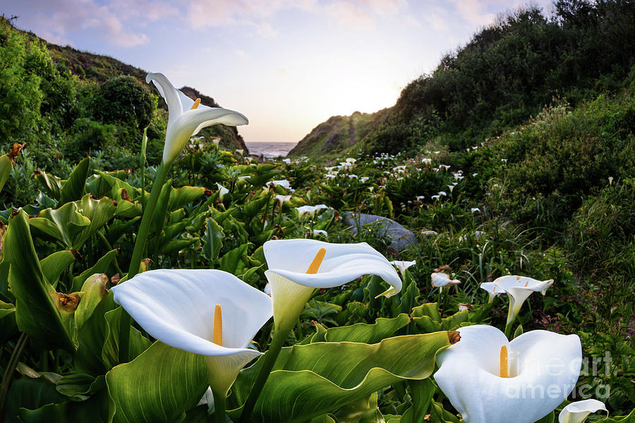 Calla Lilies On The Coast Photograph By Charles Wollertz Fine Art America