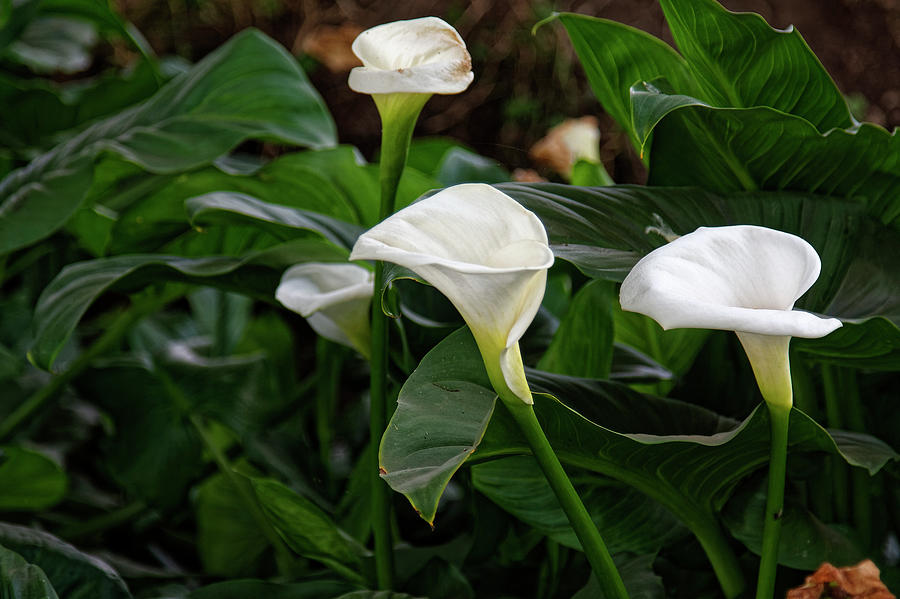 Calla Lilies #1 Photograph by Sally Weigand