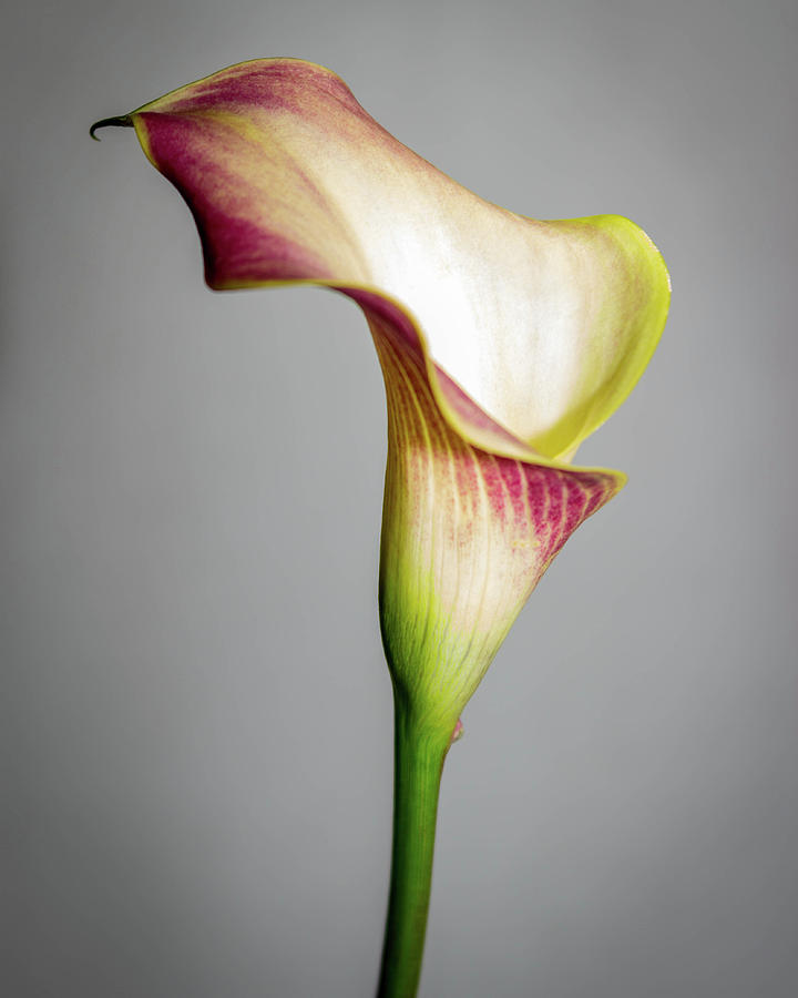 Calla Lily In The Spring Digital Art by Leon Reese