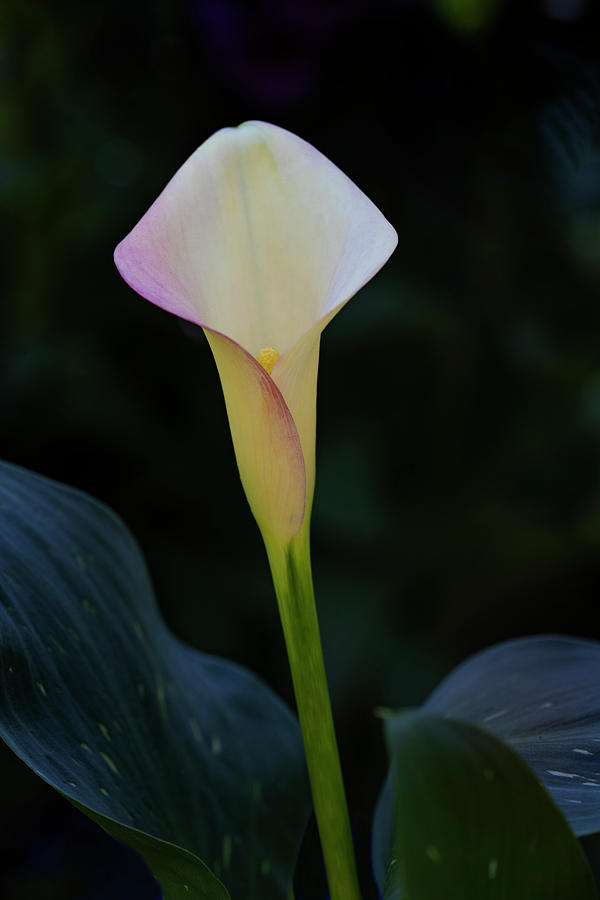 Calla Lily by John Rodrigues Calla Lily by John Rodrigues