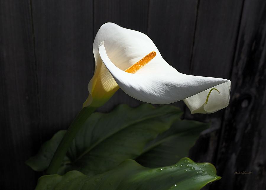 Calla Lily Spring #1 Photograph by Richard Thomas