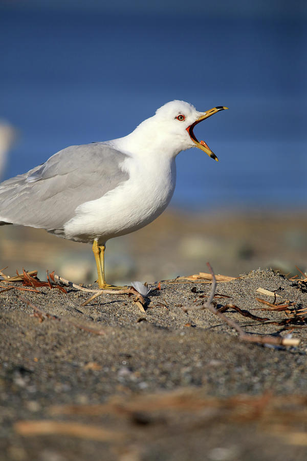 Bird Photograph - Gull Calling by Karol Livote