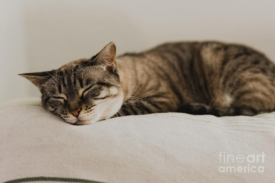 Calm pet cats, resting in a house with unfocused background. #1 Photograph by Joaquin Corbalan