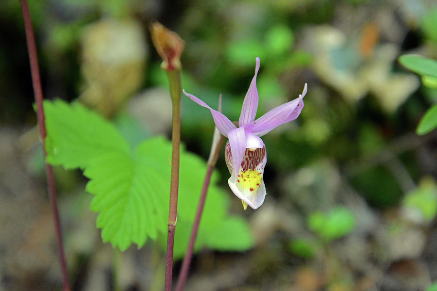 Calypso Orchid #1 Photograph by Whispering Peaks Photography
