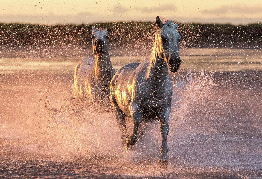 Camargue Horses #1 Digital Art by Beniamino Pisati