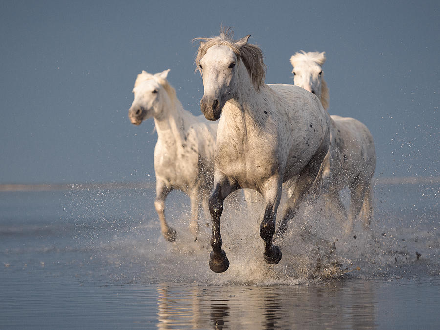 Animal Photograph - Camargue Horses On Sunset #1 by Rostovskiy Anton