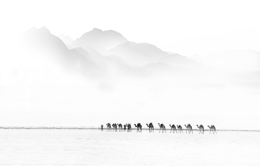 Camel Photograph - Camel Caravan #1 by Giovanni Cavalli
