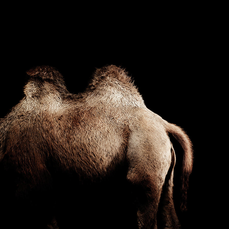 Camel #1 Photograph by Henrik Sorensen