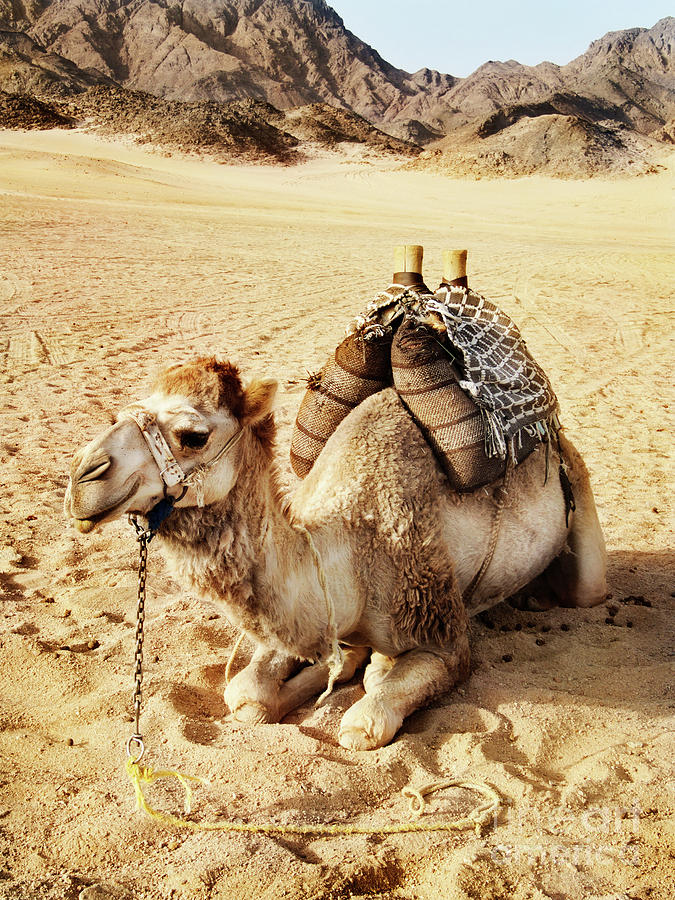 Camel #1 Photograph by Jelena Jovanovic