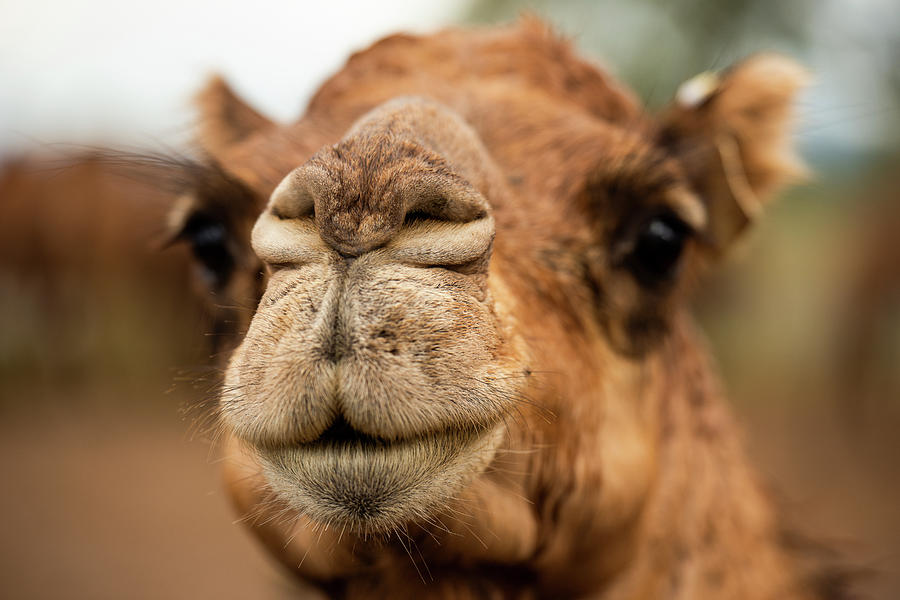Camel out amongst nature by Rob D Imagery Camel out amongst nature by Rob D Imagery