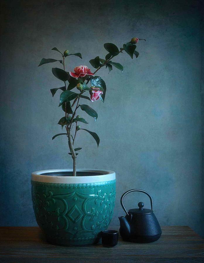Still Life Photograph - Camellia #1 by Fangping Zhou