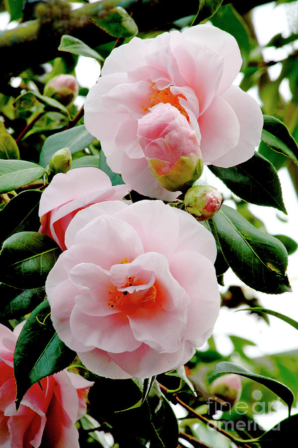 Nature Photograph - Camellia Flowers (camellia Japonica) #1 by Dr Keith Wheeler/science Photo Library