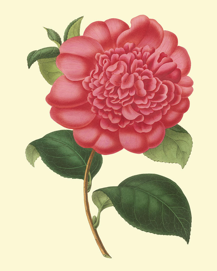 Flower Painting - Camellia Garden I #1 by Verschaffelt