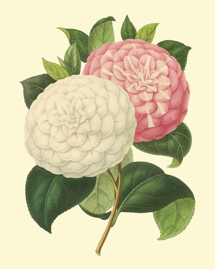 Flower Painting - Camellia Garden Iv #1 by Verschaffelt