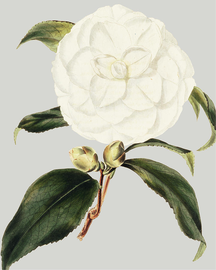 Flower Painting - Camellia Japonica I #1 by Vision Studio