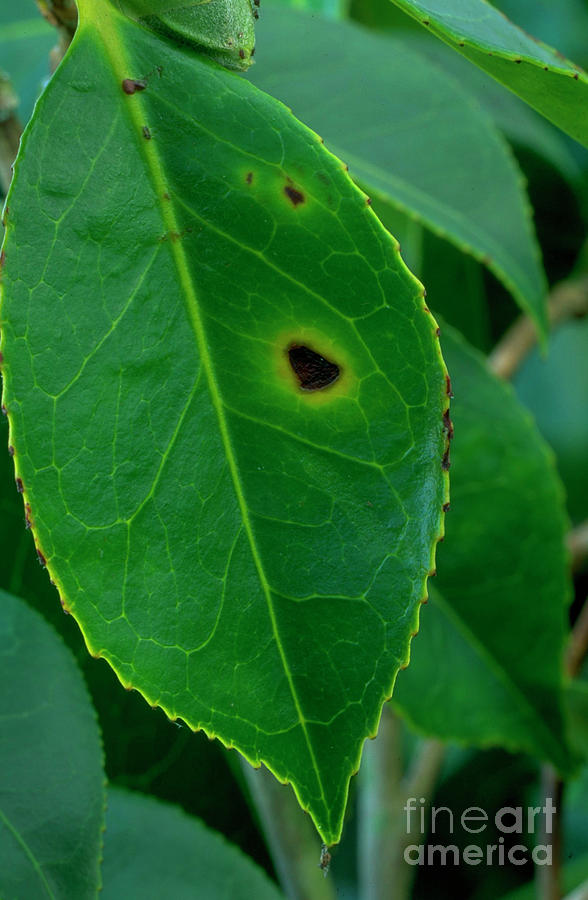 Camellia Leaf Spot #1 Photograph by Geoff Kidd/science Photo Library