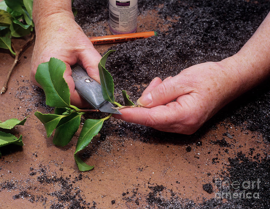 Camellia Propagation Photograph by Geoff Kidd/science Photo Library