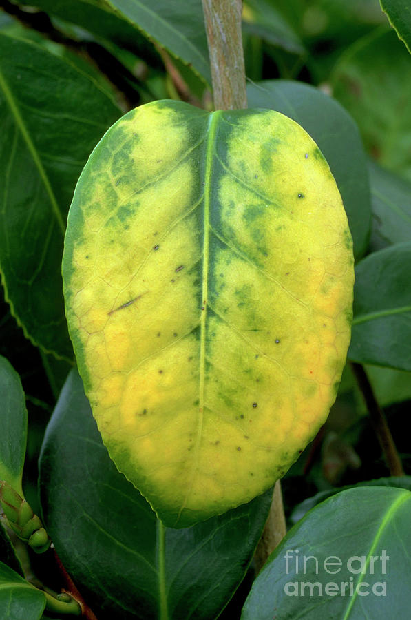 Camellia Yellow Mottle #1 Photograph by Geoff Kidd/science Photo Library