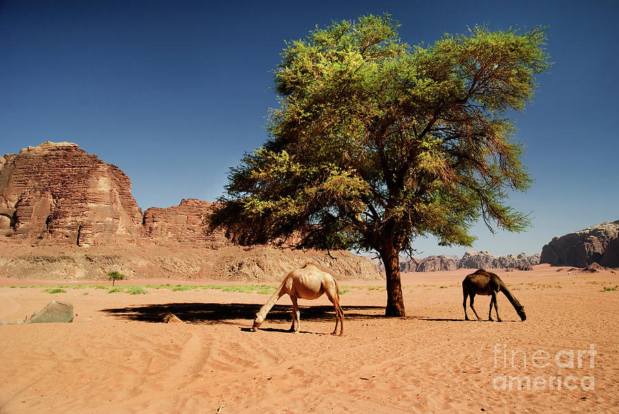 Camels in Wadi Rum #1 Photograph by Jelena Jovanovic