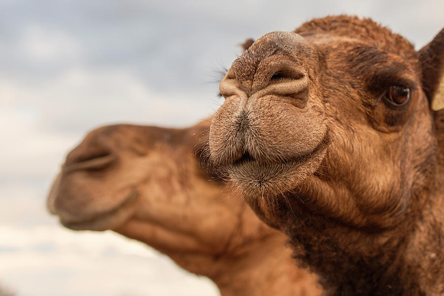 Camels out amongst nature by Rob D Imagery Camels out amongst nature by Rob D Imagery