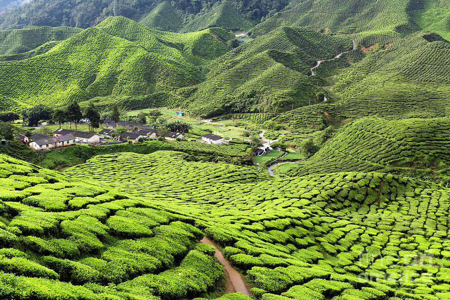 Cameron Highlands Tea Plantation Photograph by Kevin Miller - Fine Art ...